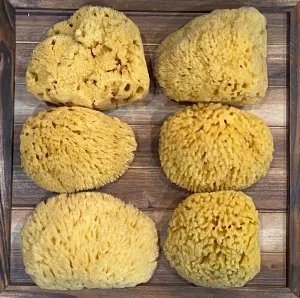Florida Sea Sponge