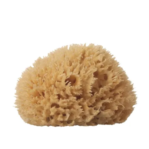 Natural Sea Sponge