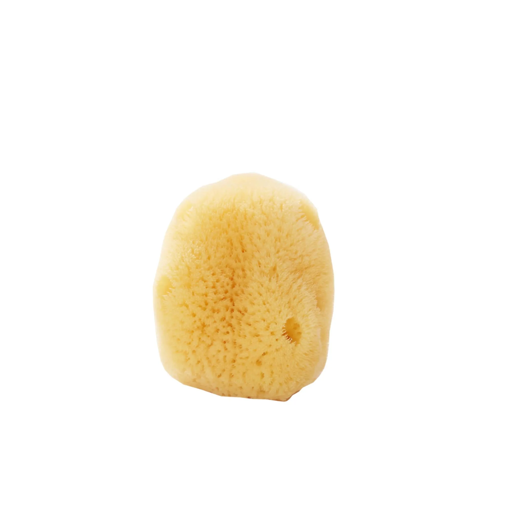Silk Sea Sponge